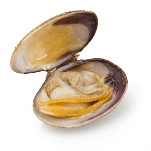 Almejas Gallegas