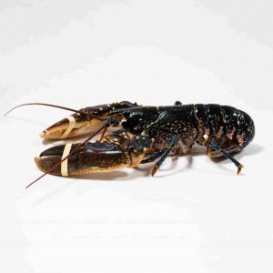 bogavante-azul-europeo-cocido