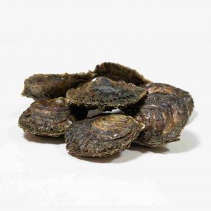 ostra-gallega