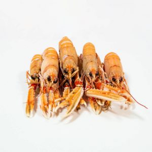 cigalas