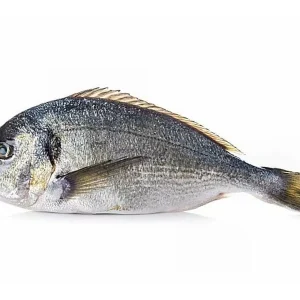 dorada-gallega