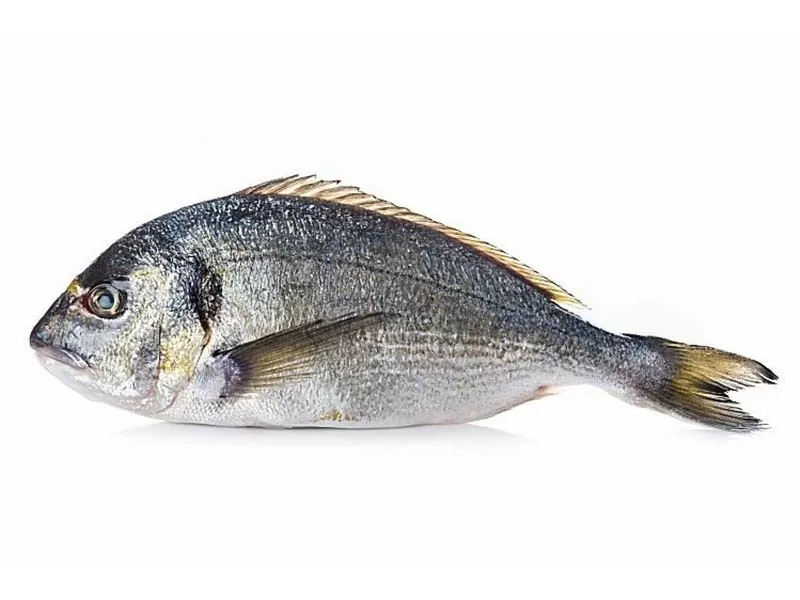 dorada-gallega dorada-gallega