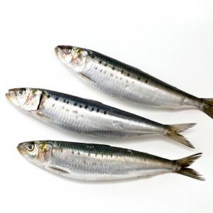 sardina-gallega