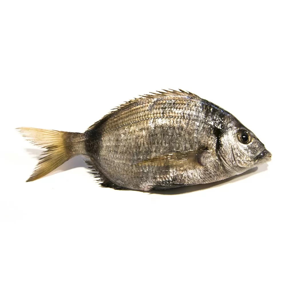 sargo-gallego sargo-gallego